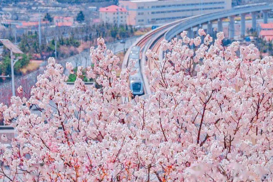 4月不来那座樱花开满的城市看看，我会遗憾整个春天