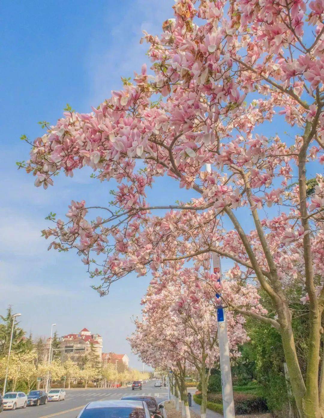 4月不来那座樱花开满的城市看看，我会遗憾整个春天