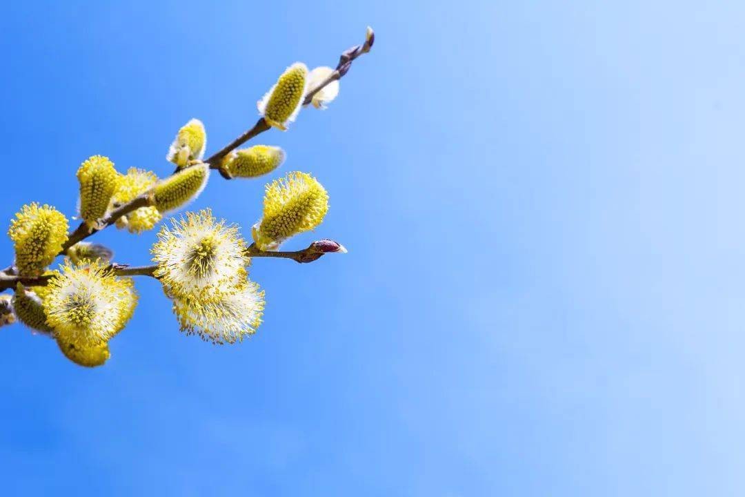 君不见，杨花也妩媚