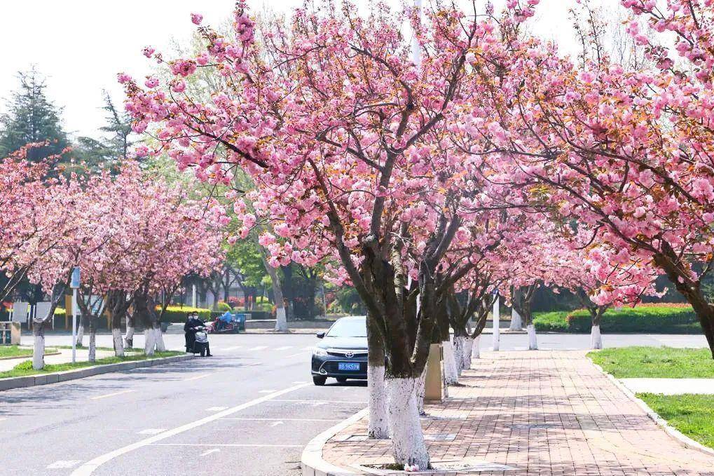 4月不来那座樱花开满的城市看看，我会遗憾整个春天