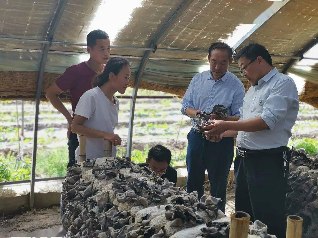 优秀人才风采录 县食用菌产业服务中心高级农艺师J9九游会 九游会J9王运杰(图2)
