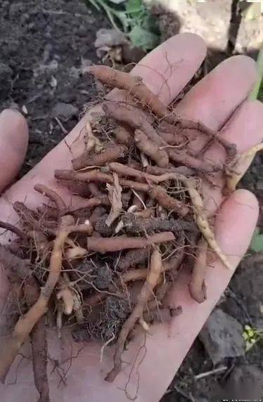 吉林省蛟河市两头尖产新