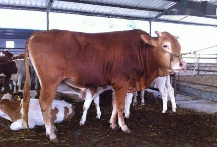 8个非常好的，肉牛品种介绍！