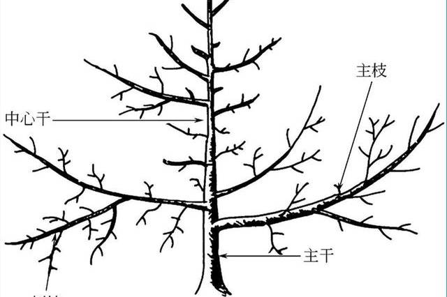 果树七大主枝方向图片
