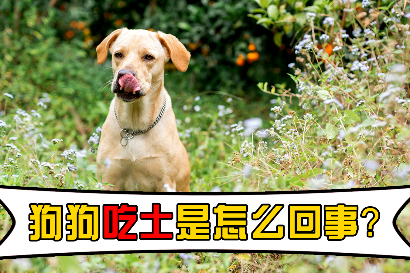 狗狗为什么喜欢吃土可能是这些原因引起的