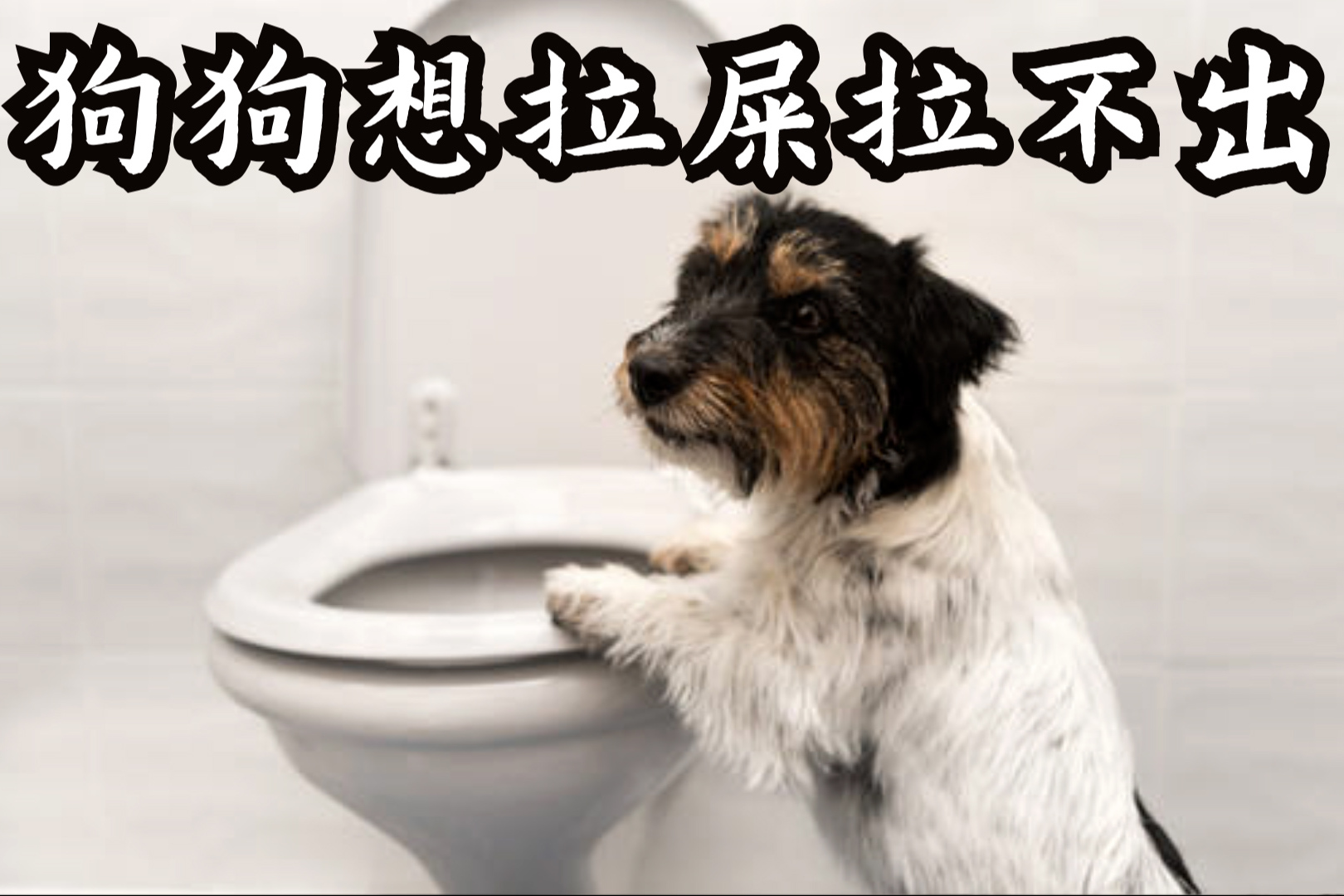 狗狗想拉屎拉不出