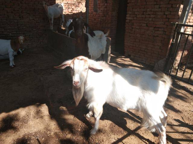 养羊过程中"望闻问切"的具体应用,养羊人需知道的基本常识