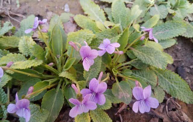 妙招天天说的个人展示页