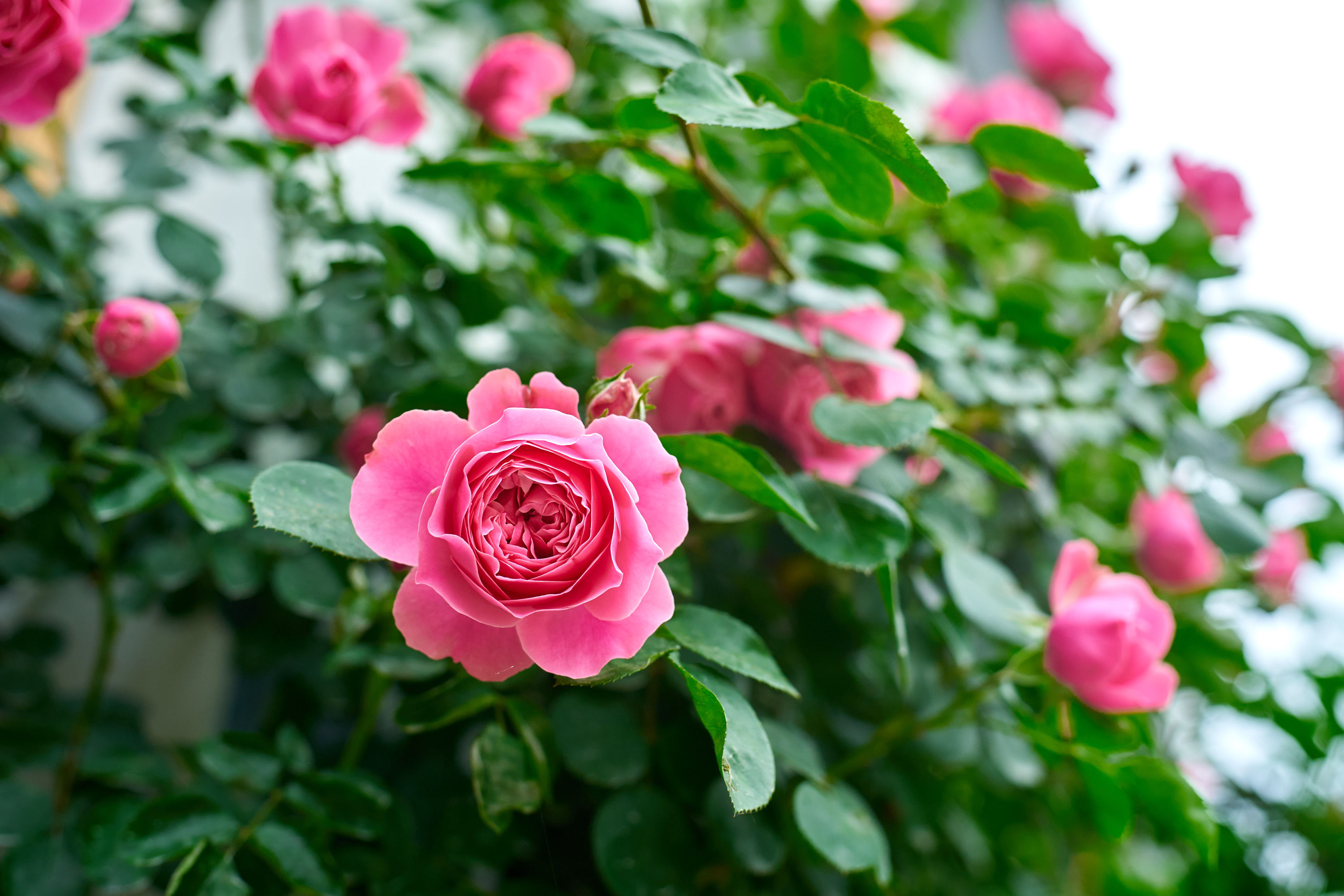 花园缺一棵粉红少女心的月季试试粉色达芬奇花量大花期长