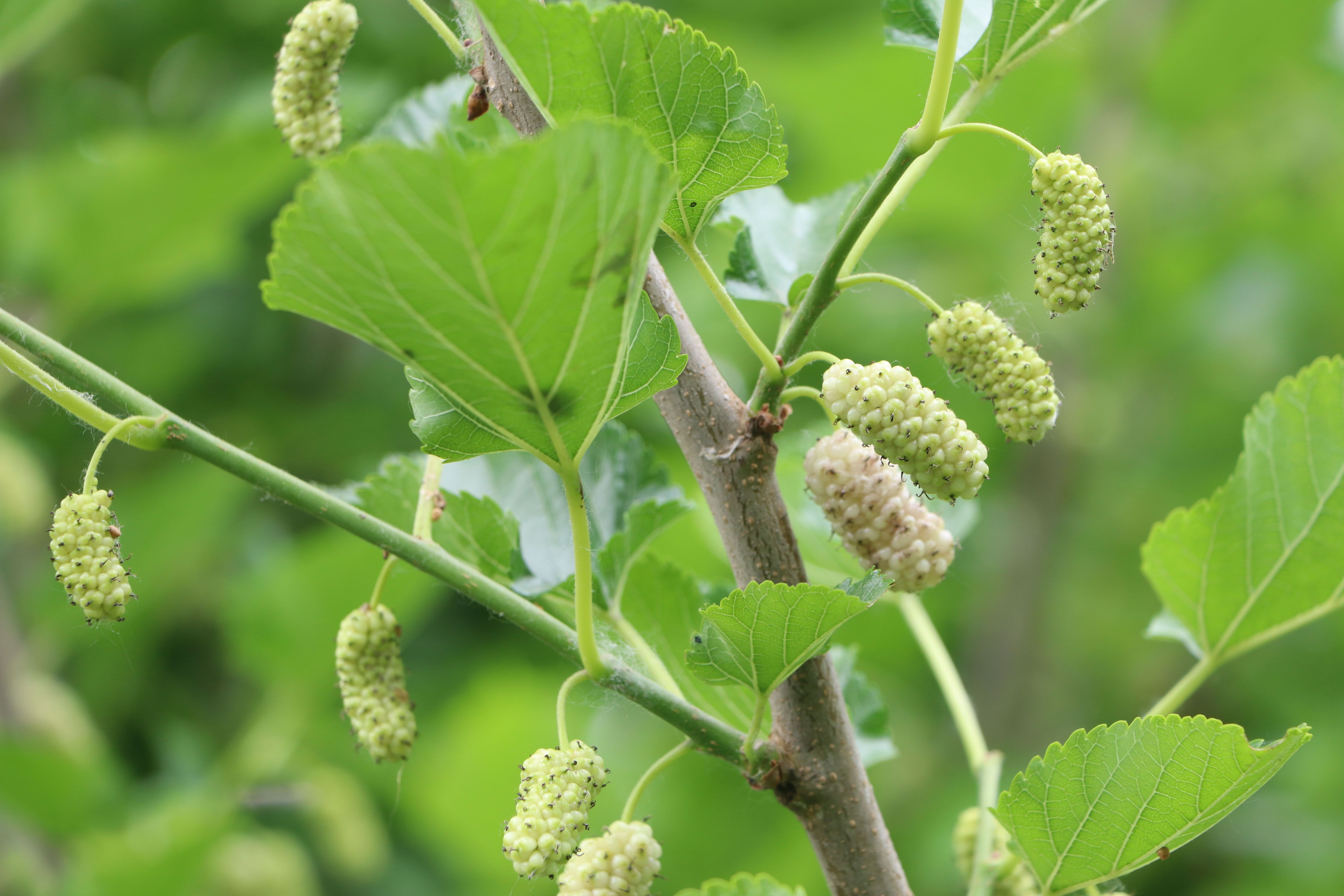 老子故里桑葚熟了!