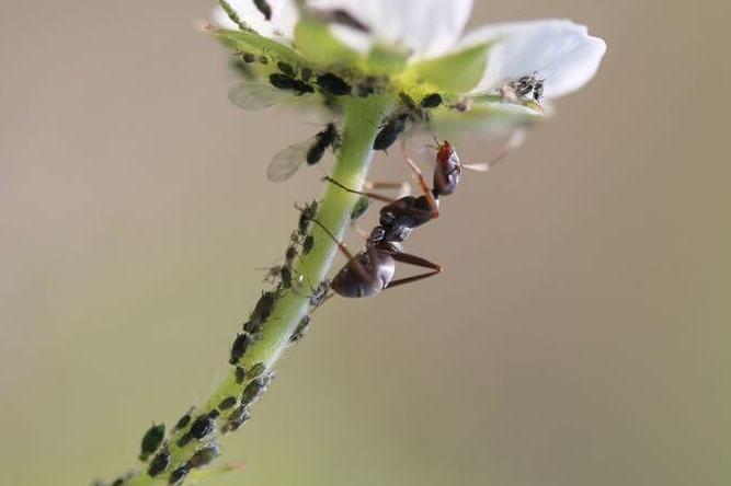 蚂蚁和蚜虫的不得不说明的关系