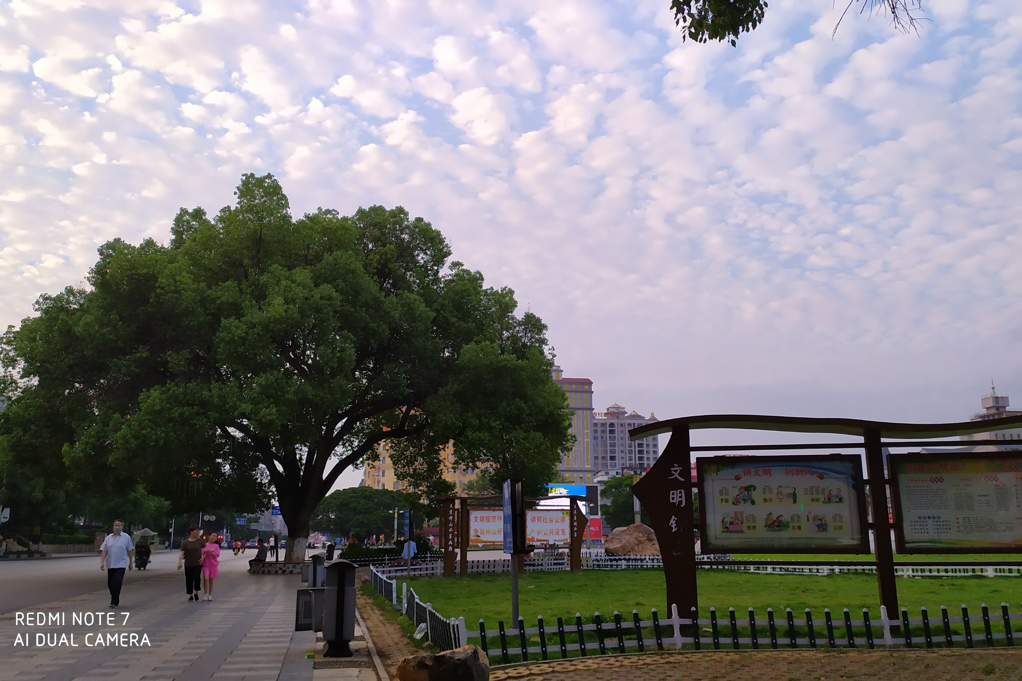 广西贺州钟山广场旁边的那棵大樟树到底是130年还是200年树龄
