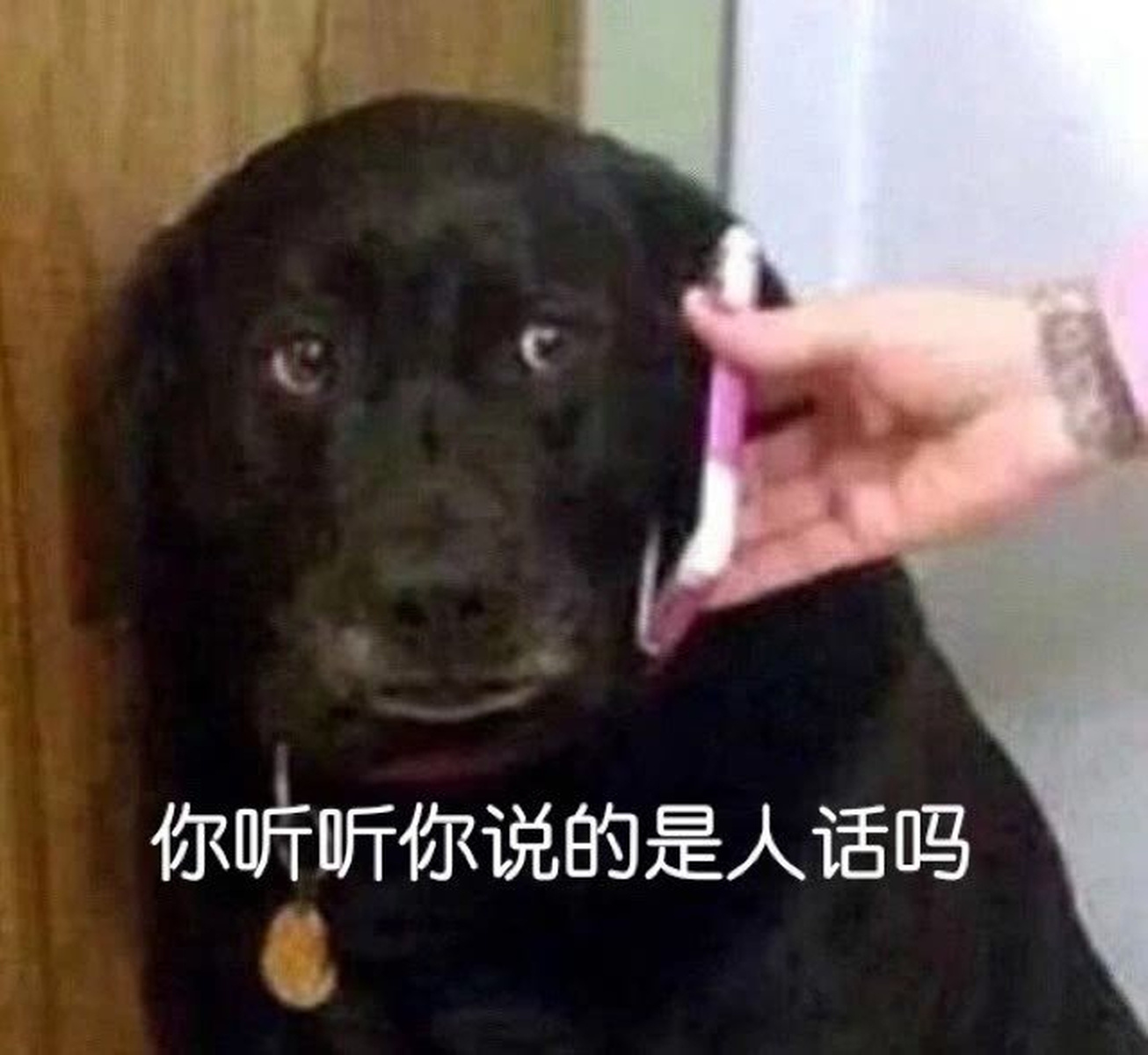 热门表情包图片:给你听听,这说的是人话吗
