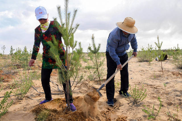 “跪哭求水”背后：黄沙中种树有多难