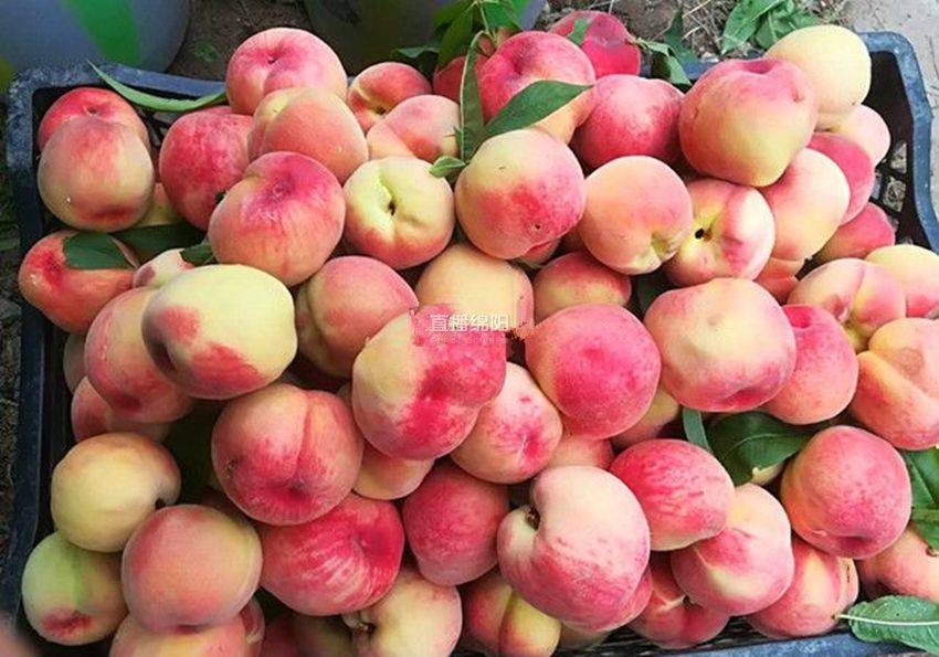 桃果飘香距离盐亭县城仅十多分钟车程的天水村花果嫘乡等你来