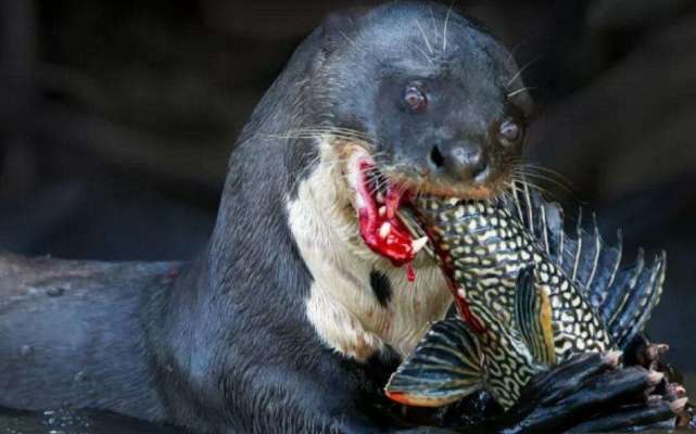 原创清道夫能吃吗我们可以用吃来解决清道夫吗