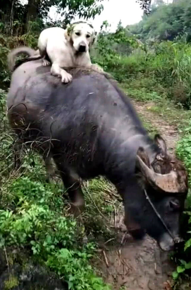 主人把狗狗放到牛背上,狗狗反应让人哭笑不得,幸好这牛脾气好