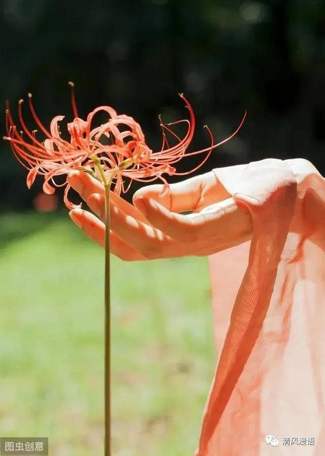 美文| 佛说彼岸花