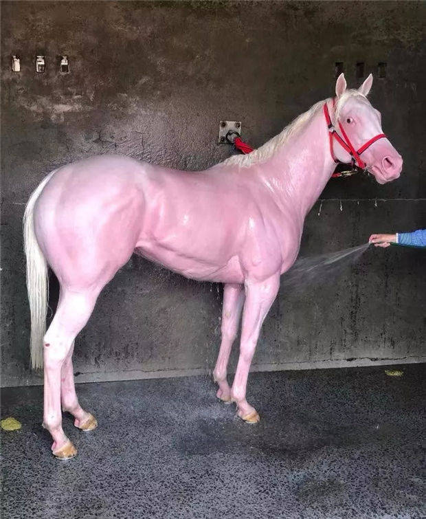 青马商城马术课堂:为啥大部分马的毛色看起来都差不多?