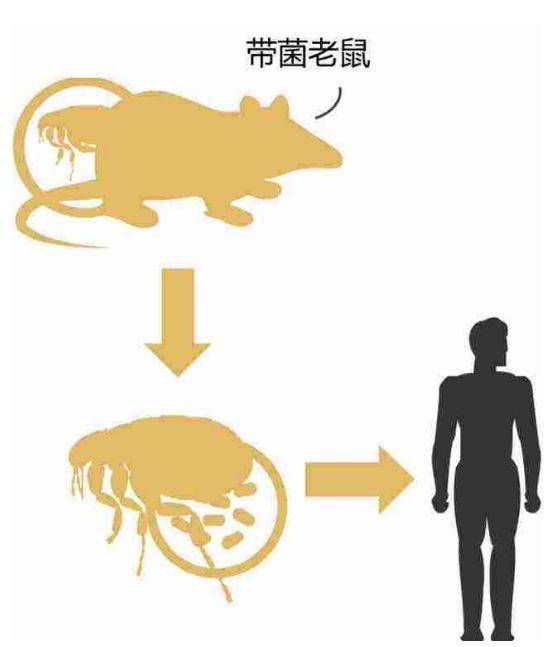 廣州錦城花園滅跳蚤怎麼做