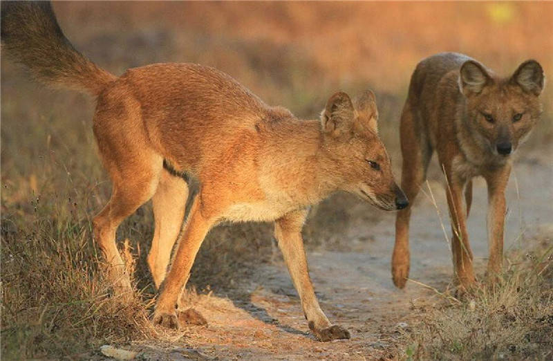 豺群山崖上捕到岩羊,吃不完的藏在枯草下,却被兀鹫找到偷吃了
