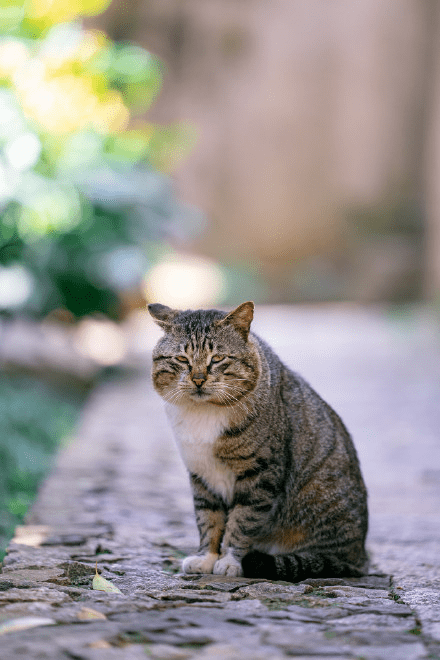 狸花猫就是美短虎斑猫开什么玩笑爱昵宝贝一招让你分清它俩