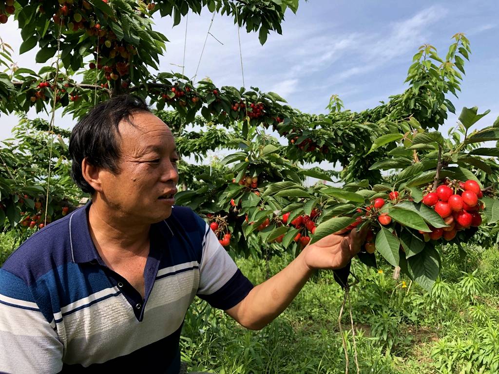 临潼退伍老兵,投资20万元种10亩樱桃 今年喜获丰收他却犯了愁_手机
