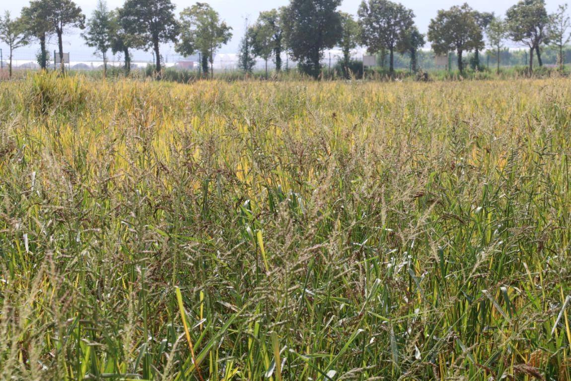 水稻轻简化栽培问题(一):杂草难防危害大,制约水稻高产优质