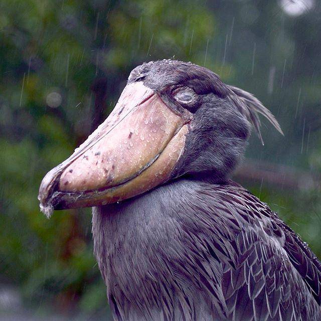 傻鸟一顿吃掉7000块,动物园怕被吃破产,决定糊弄糊弄它