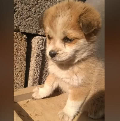 原创小土狗被遗弃在闹市,忧郁的眼神让人心生怜悯,路人:流浪狗滚开