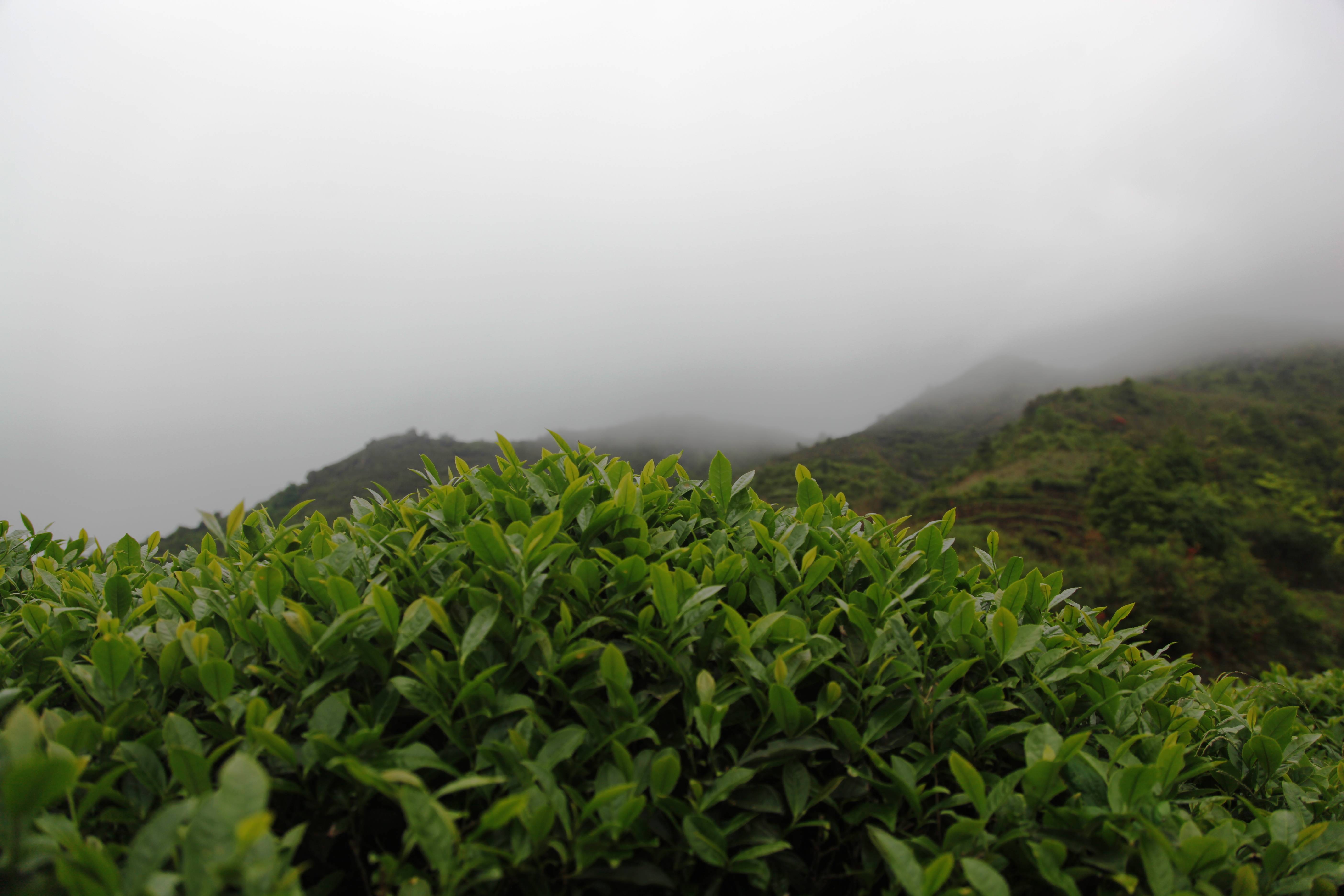 老茶人心心念的铁观音有"软肋"?不,安溪乌龙茶就属它最正宗!
