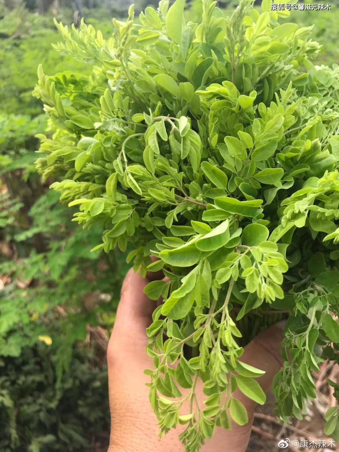 辣木是什么?辣木的高营养价值