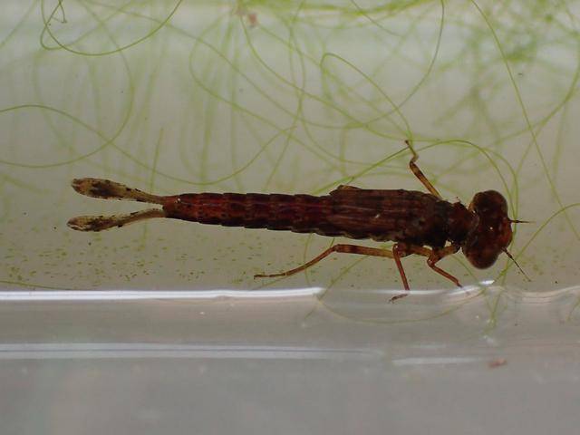 1年解决数千只蚊子,却被当作美食大量捕获,当下靠养殖才能吃到_水虿