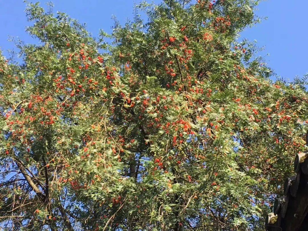 重慶巴南農家樂這家嘿有特色,採靈芝,觀雲海,看日出日落『紅豆杉山莊