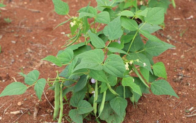 在自家院中如何种植芸豆教你干货方法