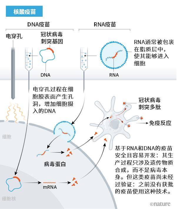 重组疫苗图解图片