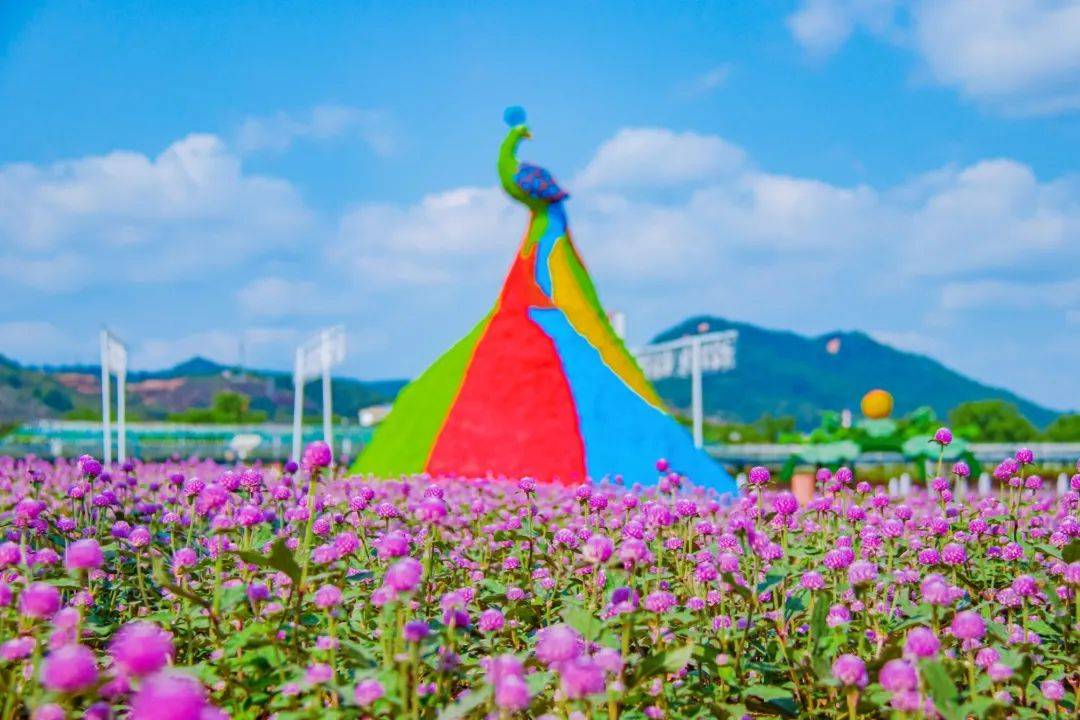 干货瑞金红都幸福花海的五月赏花指南