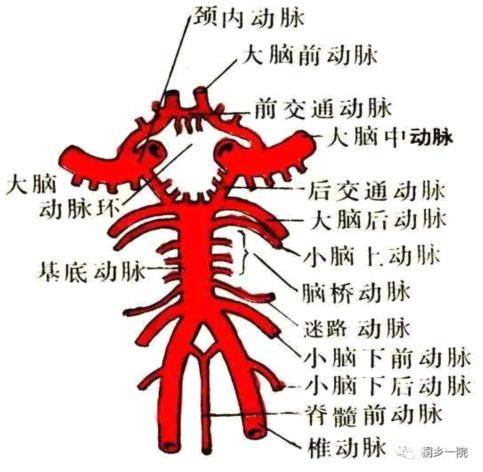后脑勺血管结构图图片