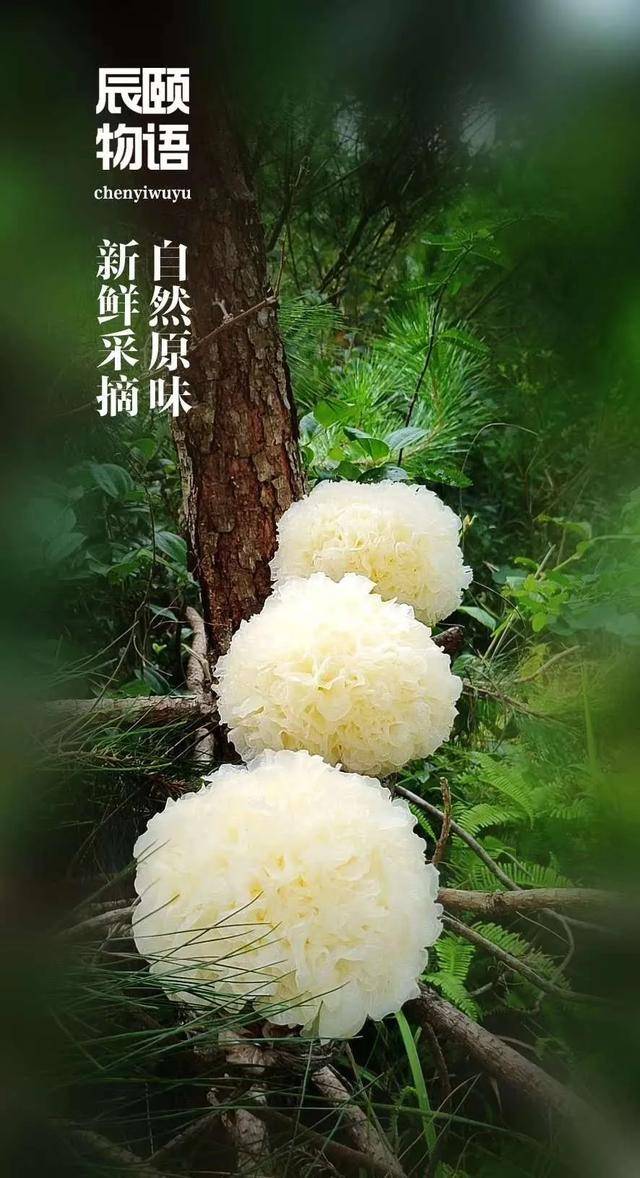 辰颐物语:你吃过刚摘下来的新鲜银耳了吗?带着淡淡的花香味