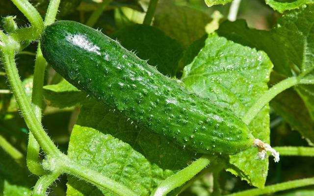 溫室種植黃瓜出現病蟲害怎麼辦我們該如何防治