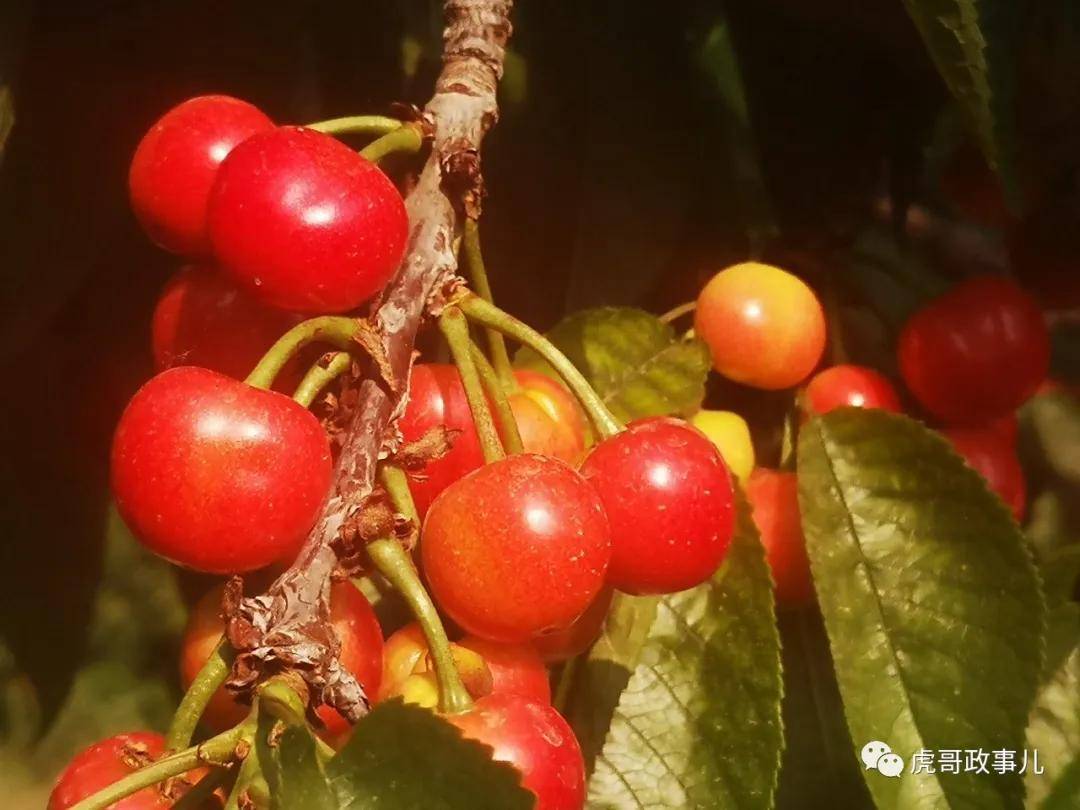 石榴什么季节成熟_石榴季节成熟月份_石榴成熟的季节是什么季节