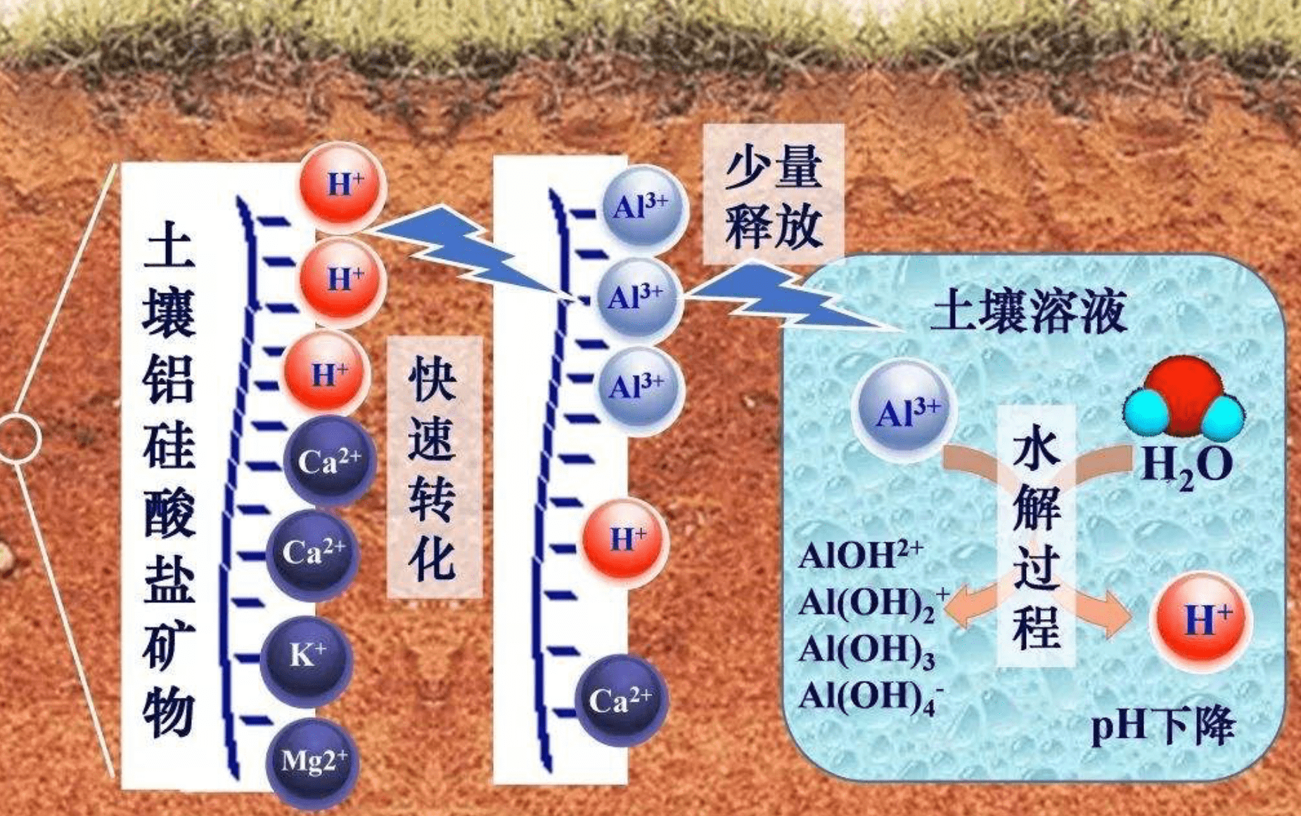 大棚土壤酸化该如何改良