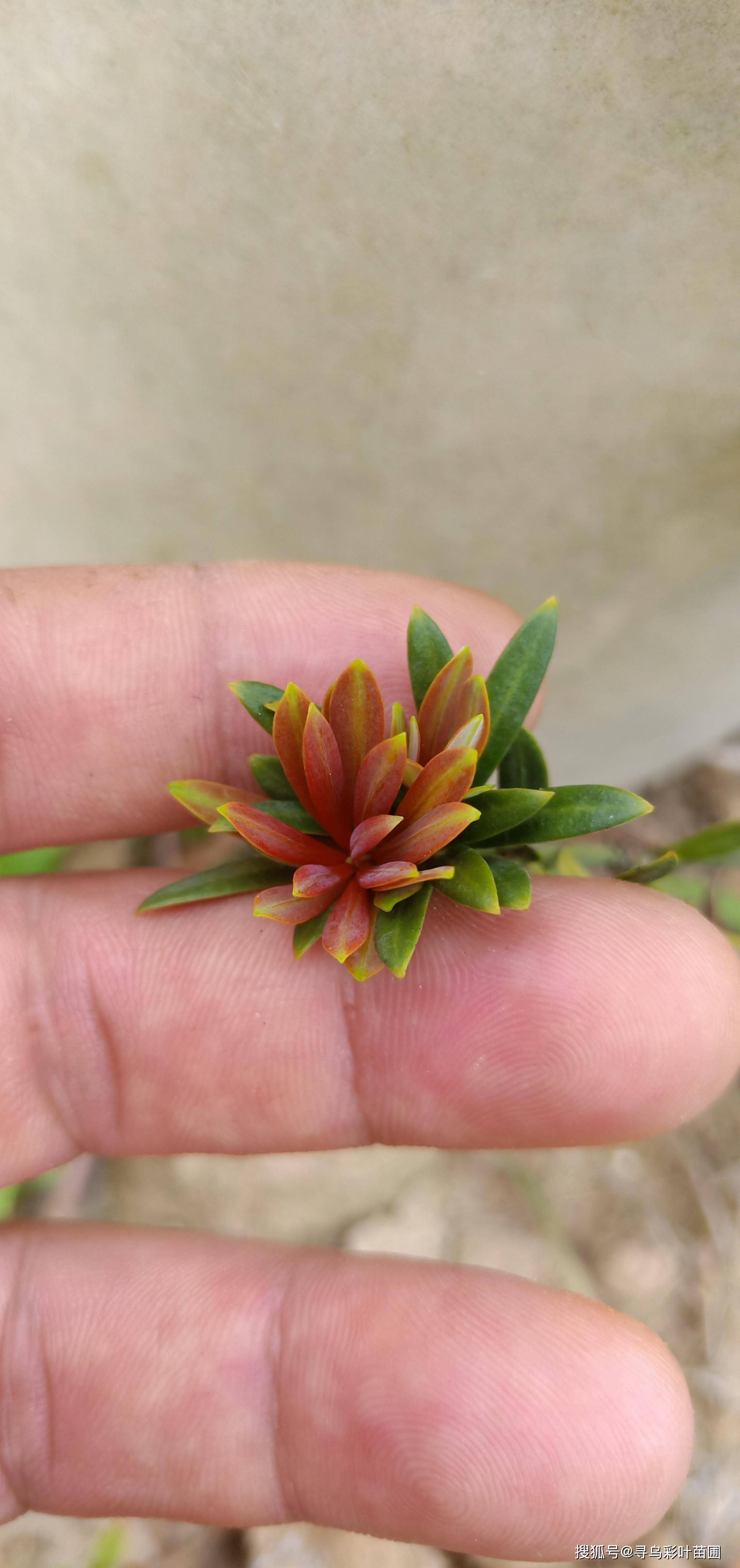 小叶四季红芽珍珠罗汉松