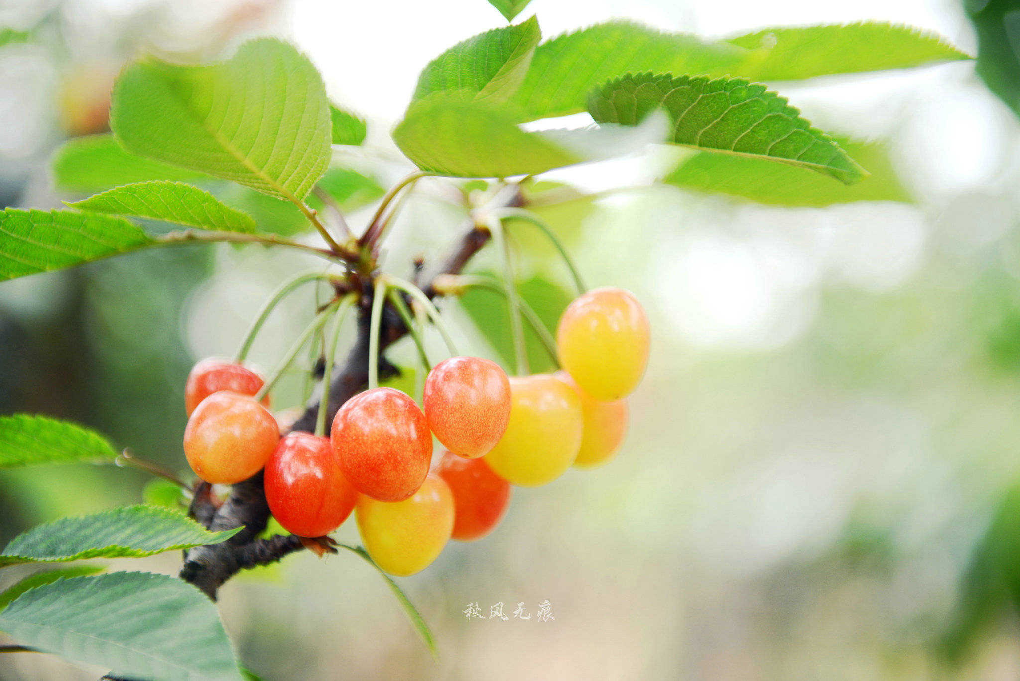 红红樱桃民国风情老街给了狄寨白鹿原的夏日味道