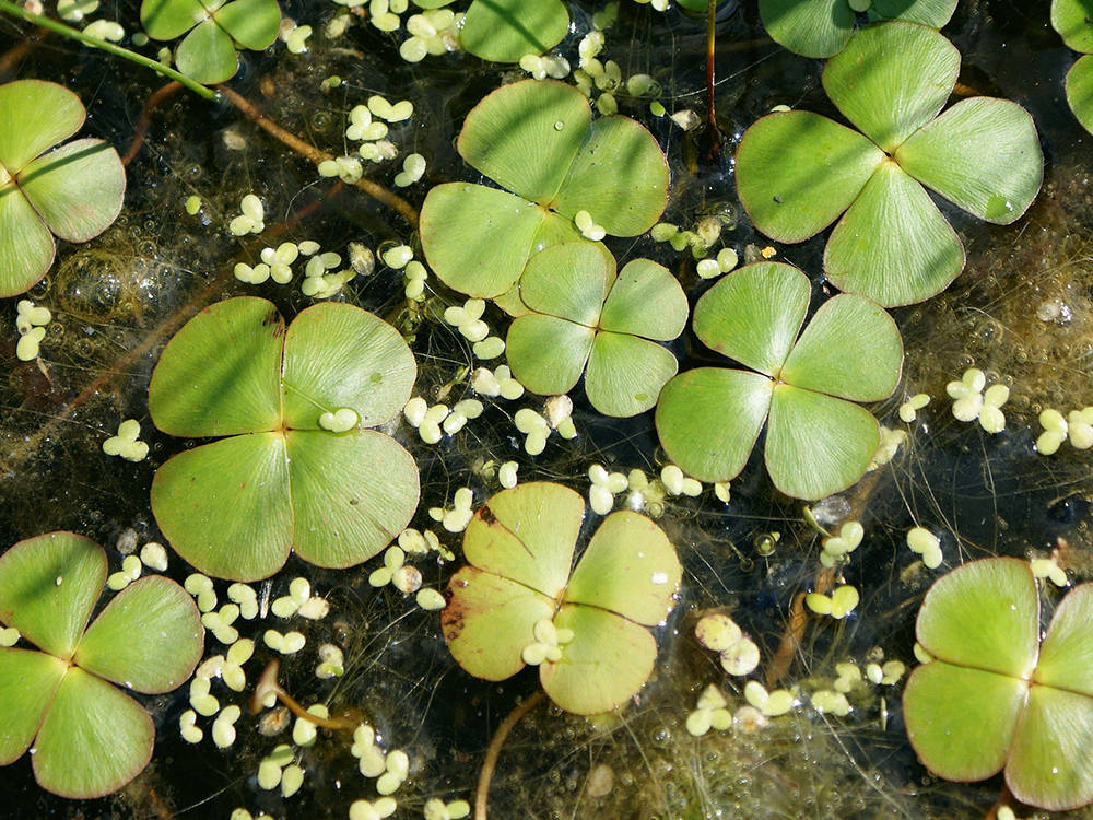 河中水草种类图片