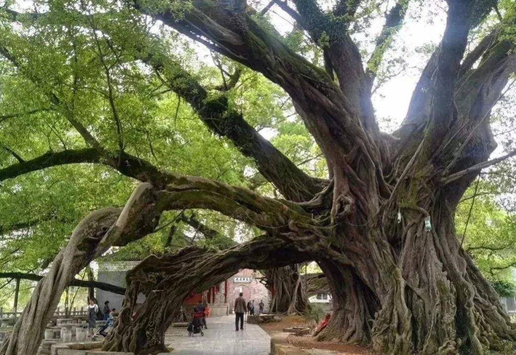 广西榕津华夏第一榕,相传因境内有十株大榕树而得名,实为罕见_古榕群