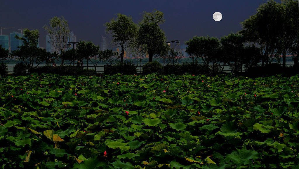 "1927年7月某个仲夏夜晚,朱自清任职清华大学期间,突然想起校园荷塘里