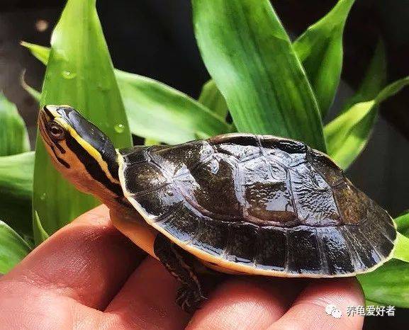 养龟多观察究竟需要我们观察哪些呢