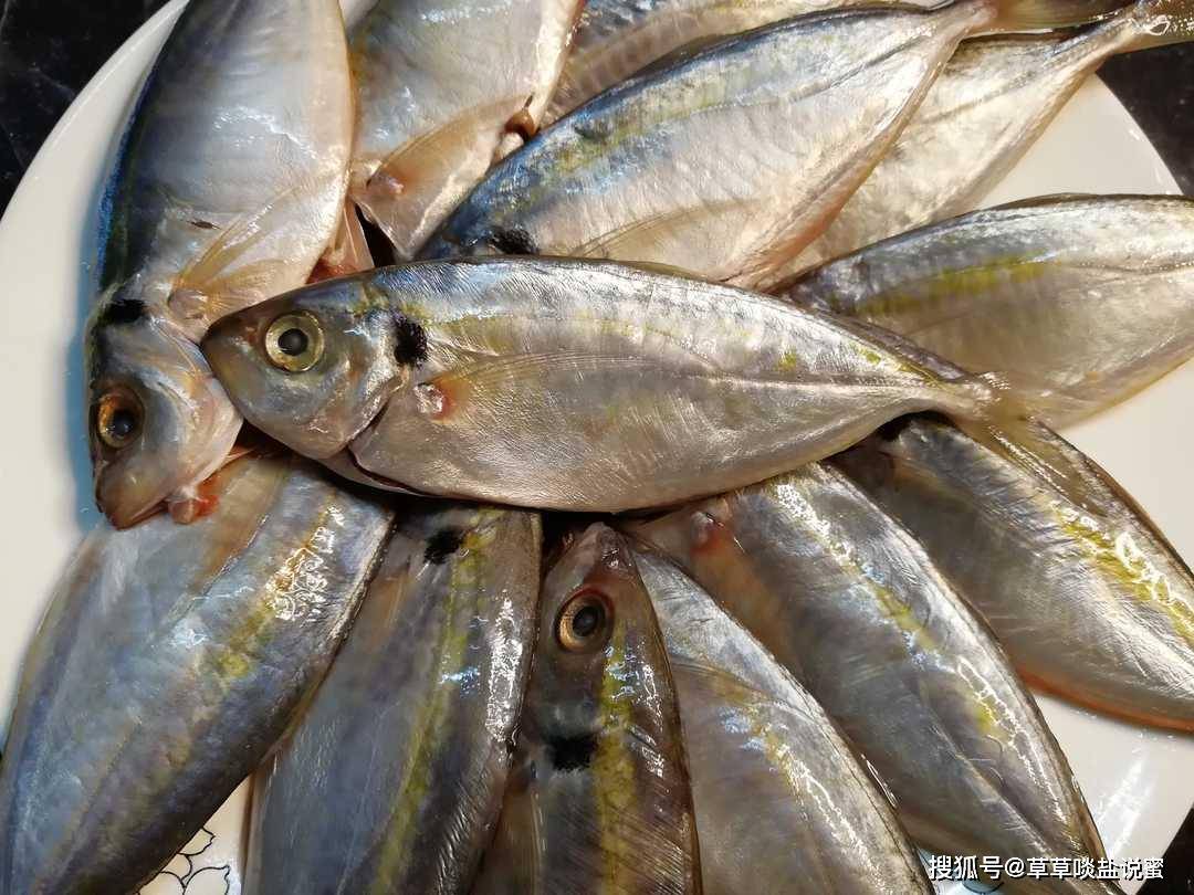 一叶扁舟的金钱仔鱼小而鲜鲜而美美而乐之