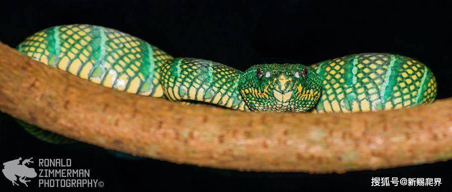 tropidolaemus subannulatus 铠甲蝮蛇